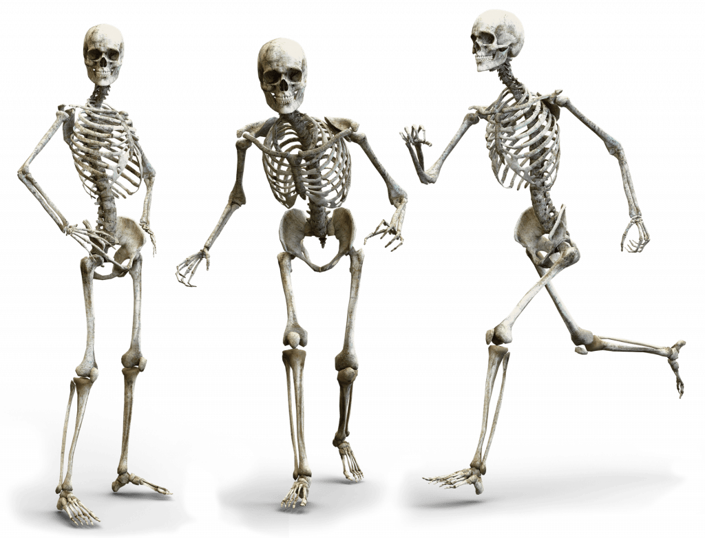 Skeleton Human Body
